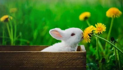 爱游戏体育在线-公牛客场扳平步行者，保持不败，公牛队最新交易资讯